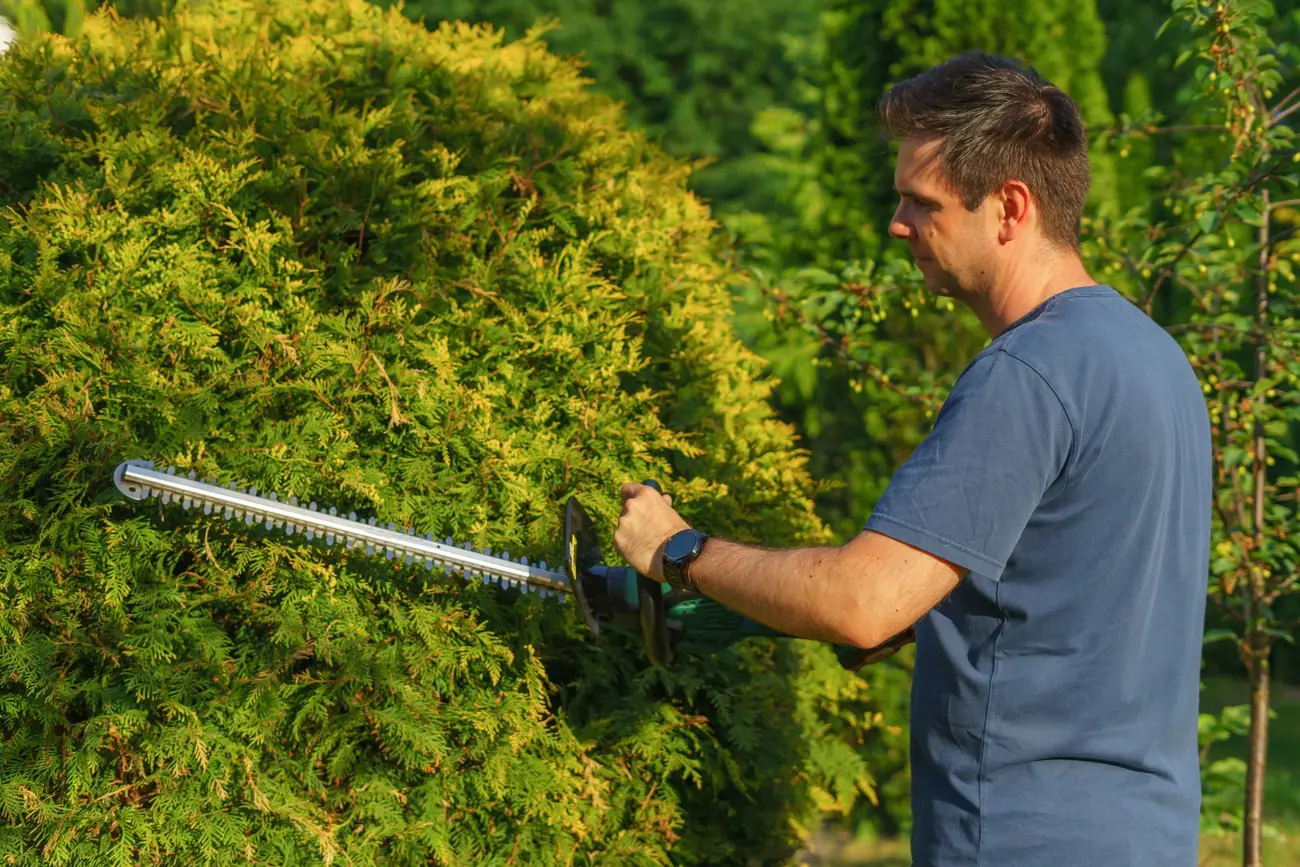 A landscaper trimming a tall green hedge with a hedge trimmer